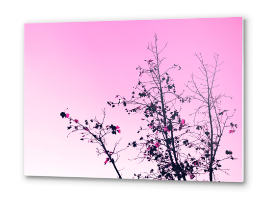 isolate tree branch abstract with leaf and pink background Metal prints by Timmy333