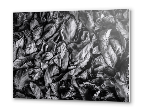 closeup leaf texture in black and white Metal prints by Timmy333