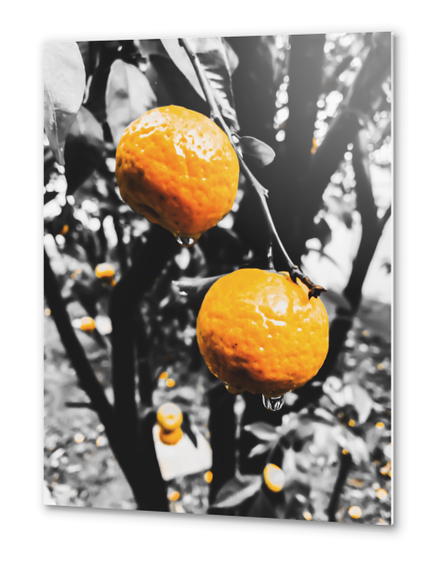 fresh orange fruit in the garden Metal prints by Timmy333