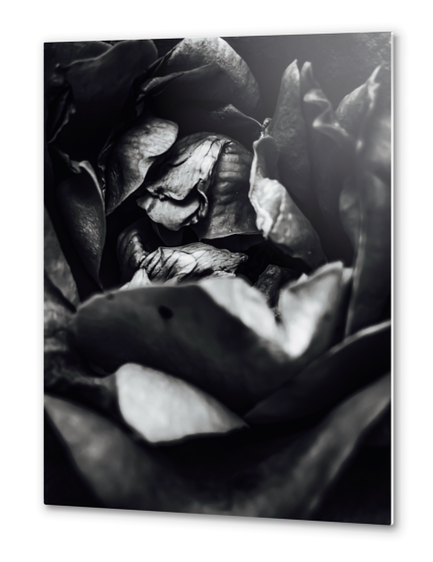 rose texture abstract in black and white Metal prints by Timmy333