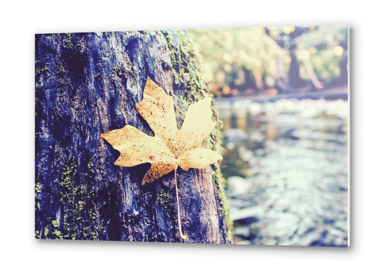 maple leaf on the tree with river and forest background Metal prints by Timmy333