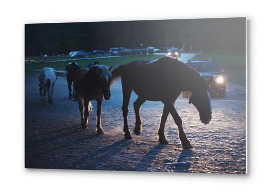 Light behind horses Metal prints by Salvatore Russolillo