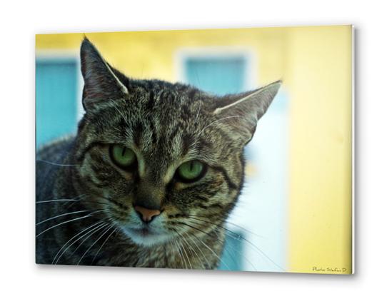 Regard de chat Metal prints by Stefan D