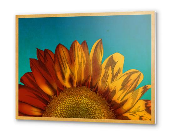 A Sunflower Metal prints by MegShearer