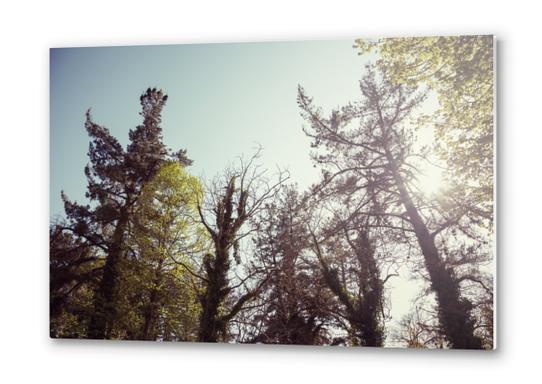 Trees Metal prints by Salvatore Russolillo