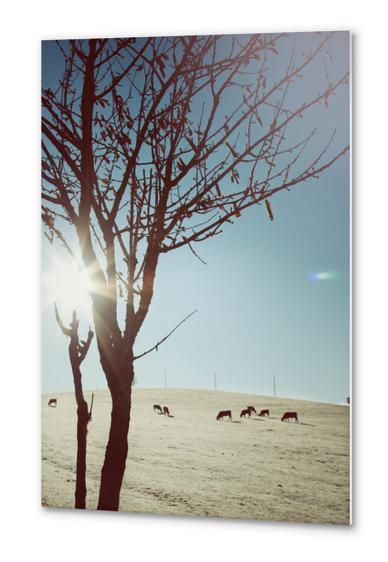 Tree and Cows Metal prints by Salvatore Russolillo