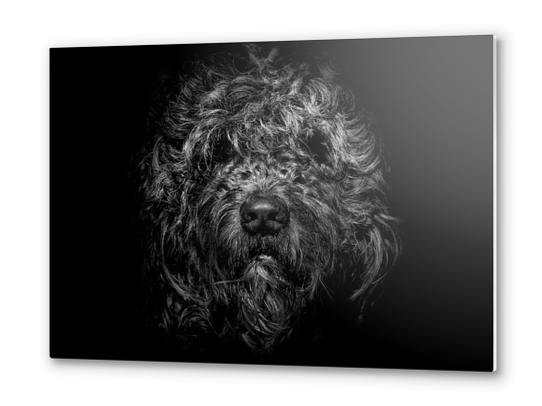 Ziggy Portrait No 1 Metal prints by The Learning Curve Photography