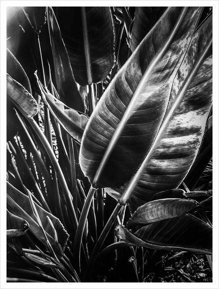 tropical leaves texture background in black and white Art Print by Timmy333