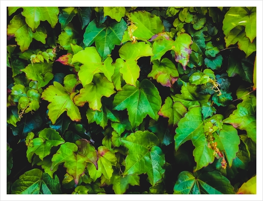 green ivy leaves texture background Art Print by Timmy333