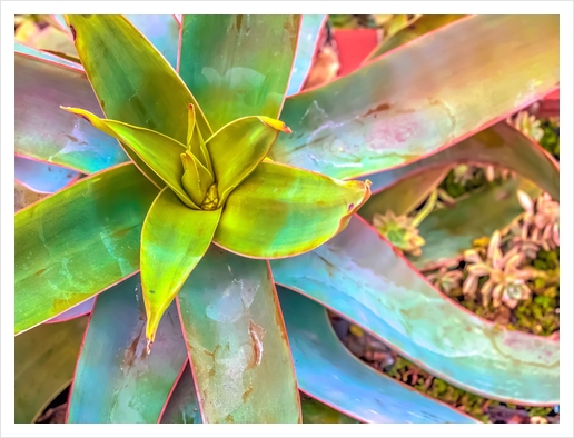 closeup green succulent leaves texture background Art Print by Timmy333