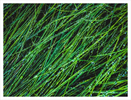 green grass texture background with water drop Art Print by Timmy333