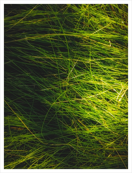 closeup green grass field texture abstract background Art Print by Timmy333