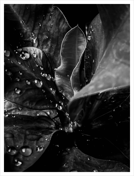 Closeup leaves texture with water drops in black and white Art Print by Timmy333