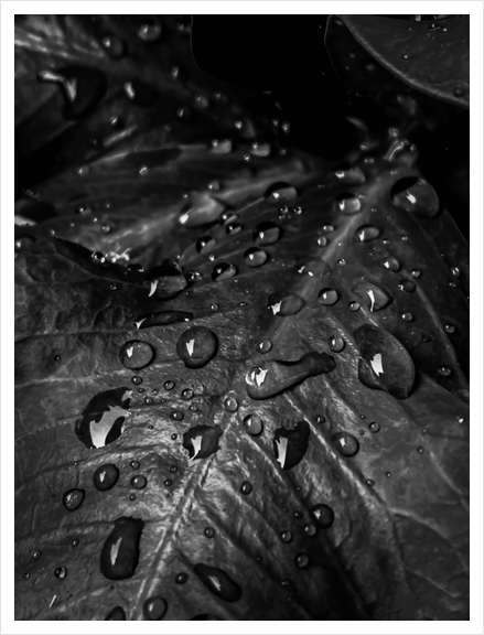 Closeup leaves with drop of water in black and white Art Print by Timmy333