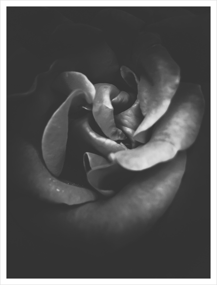 blooming rose texture abstract in black and white Art Print by Timmy333