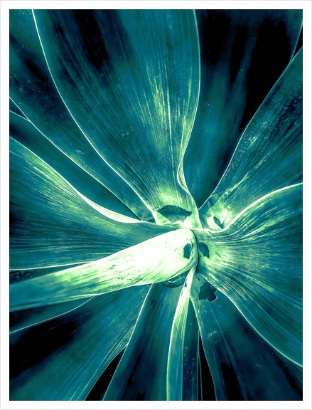 green succulent leaves texture abstract Art Print by Timmy333