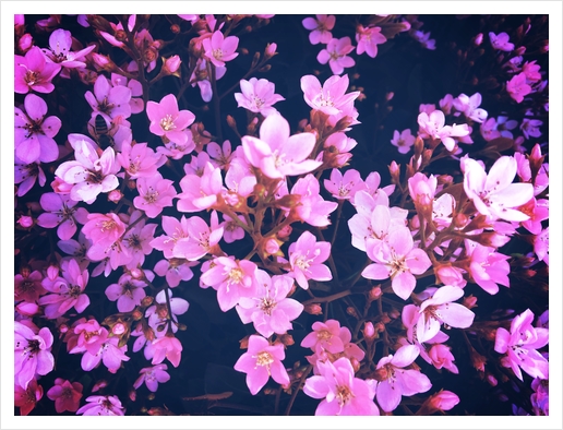 blooming pink flowers garden texture background Art Print by Timmy333