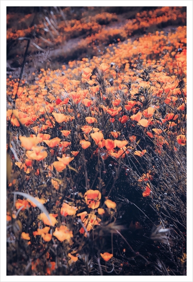 blooming yellow poppy flower field in California, USA Art Print by Timmy333