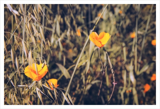 yellow poppy flowers with green leaves texture background Art Print by Timmy333