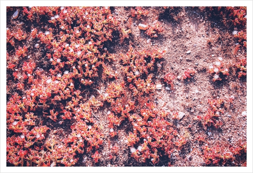 red small flower on the ground at the beach in summer Art Print by Timmy333