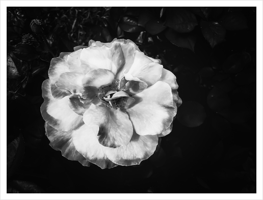 Closeup blooming rose texture background in black and white Art Print by Timmy333