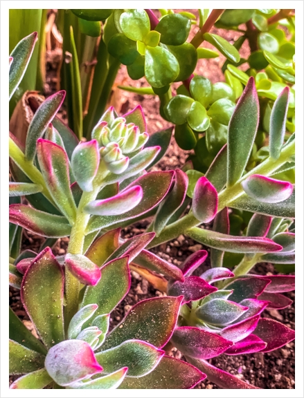 closeup green and pink succulent garden Art Print by Timmy333