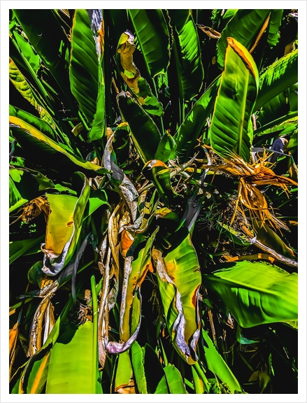 Bird of paradise plant with green leaves background Art Print by Timmy333