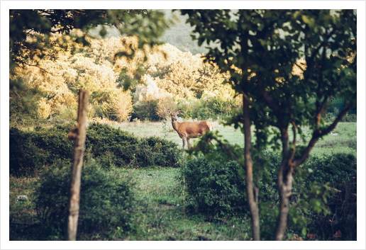 Lone Deer Art Print by Salvatore Russolillo