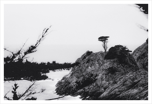 isolated tree with ocean view at Big Sur, California, USA in black and white Art Print by Timmy333