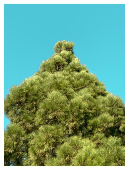 isolated green pine tree with blue sky background Art Print by Timmy333