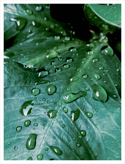 closeup green leaf texture with drop of water Art Print by Timmy333