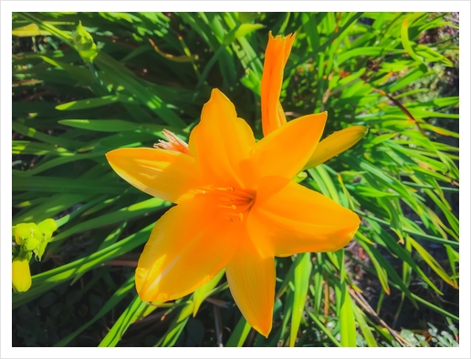 closeup yellow flower with green leaves background Art Print by Timmy333