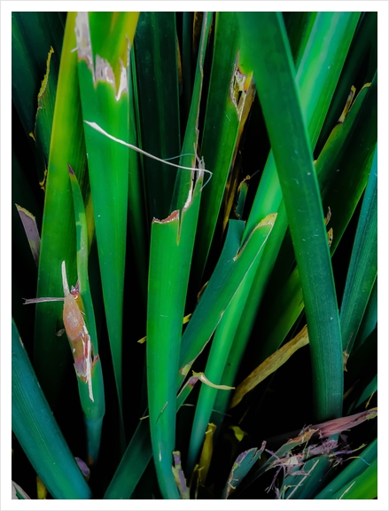 closeup green leaves texture Art Print by Timmy333