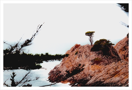 isolated tree with ocean view at Big Sur Highway1 California USA Art Print by Timmy333