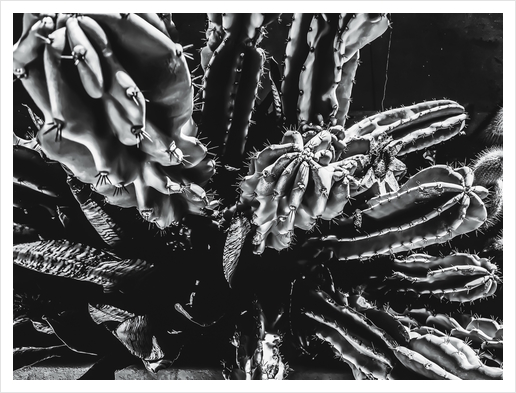 Closeup cactus texture background in black and white Art Print by Timmy333