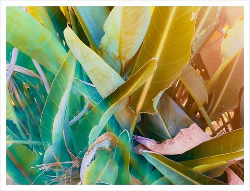 closeup green leaves bird of paradise texture background Art Print by Timmy333