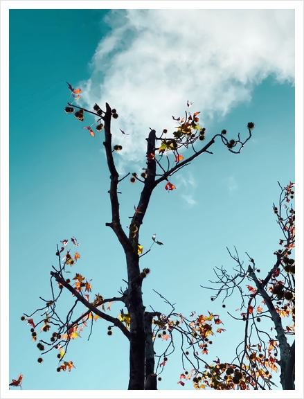 Tree branch and orange autumn leaves with blue sky background Art Print by Timmy333