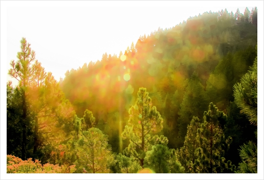 green pine tree background at Lake Tahoe, Nevada, USA Art Print by Timmy333