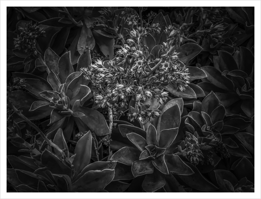 succulent plant with blooming flowers in black and white Art Print by Timmy333