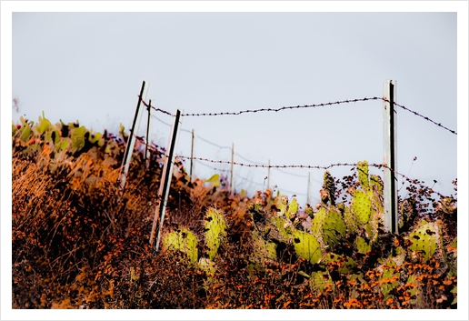 Green cactus garden and blooming flowers and blue sky Art Print by Timmy333