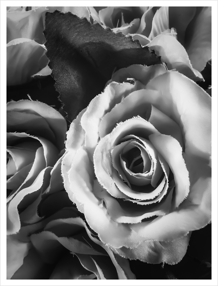 blooming rose texture background in black and white Art Print by Timmy333