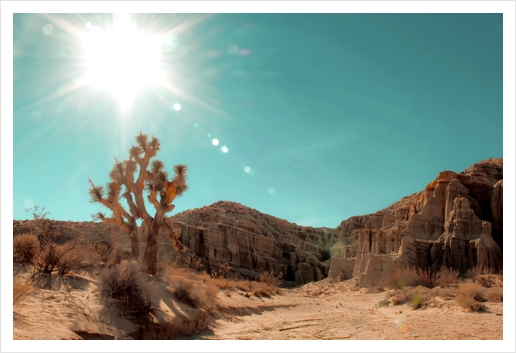 Desert and cactus with summer sunlight at Red Rock Canyon State Park California USA Art Print by Timmy333