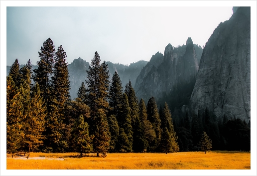 Mountains with pine tree at Yosemite national park California USA Art Print by Timmy333