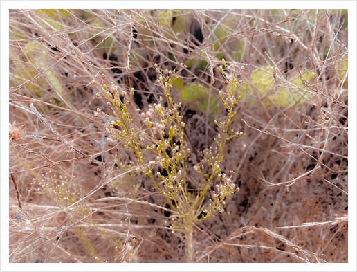 Closeup green plant and dry grass field background Art Print by Timmy333