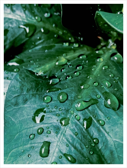 Closeup green leaves plant texture with drop of water Art Print by Timmy333