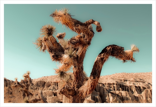 Cactus and desert at Red Rock Canyon State Park California USA Art Print by Timmy333