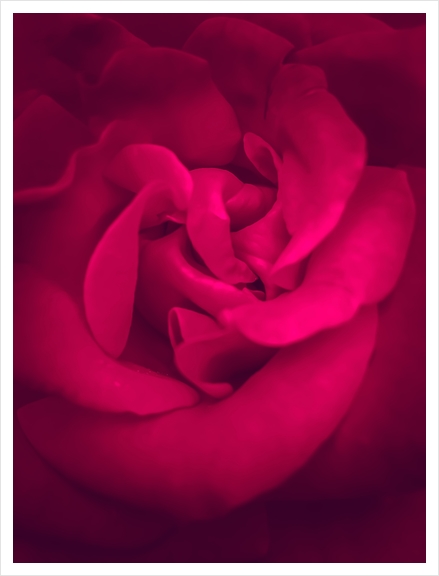 fresh and blooming red rose Art Print by Timmy333