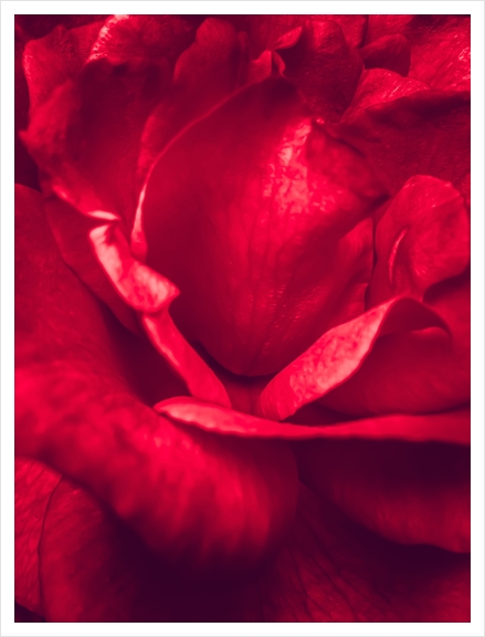 red rose texture Art Print by Timmy333