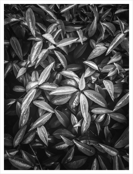 leaves texture background in black and white Art Print by Timmy333