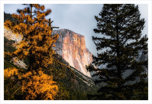 Mountains with autumn tree Yosemite national park, California, USA Art Print by Timmy333